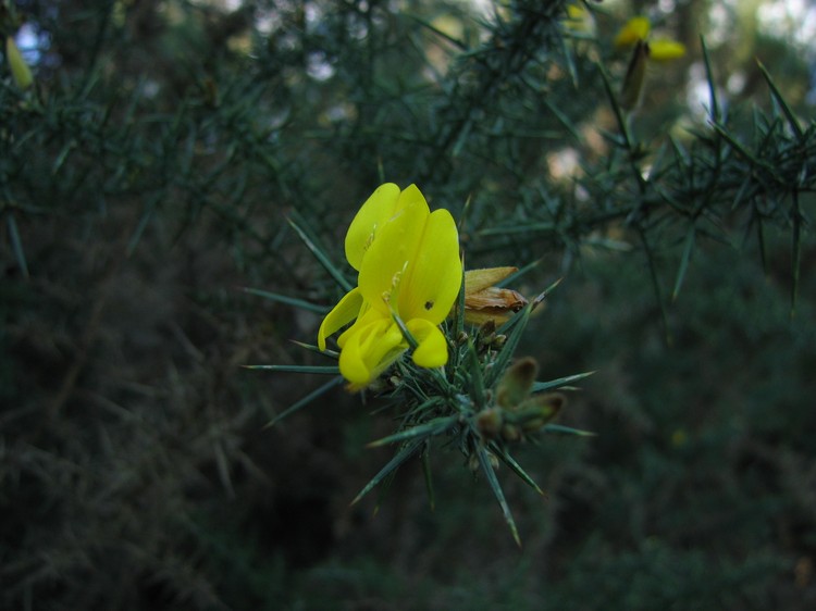 Ulex europaeus